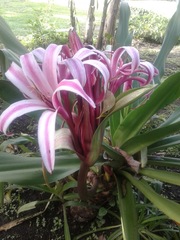 Crinum zeylanicum