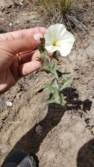 Calystegia occidentalis occidentalis