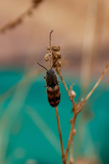 Megapenthes turbulentus