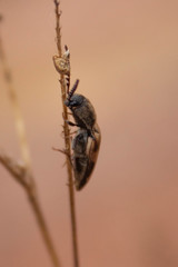Megapenthes turbulentus