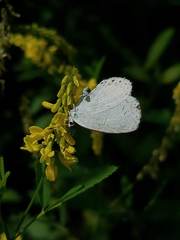 Celastrina neglectamajor