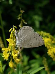 Celastrina neglectamajor