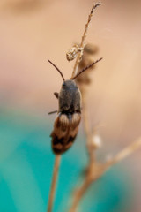 Megapenthes turbulentus