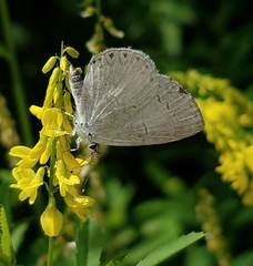 Celastrina neglectamajor