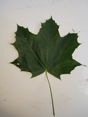Acer platanoides