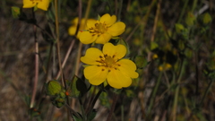 Potentilla gracilis fastigiata