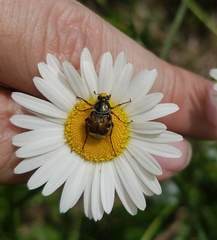 Trichiotinus affinis