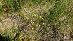 Potentilla gracilis fastigiata