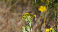 Potentilla gracilis fastigiata