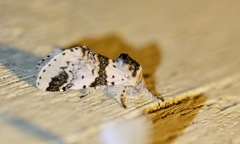 Furcula scolopendrina