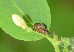 Phyllobius oblongus
