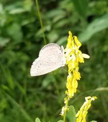 Celastrina neglectamajor