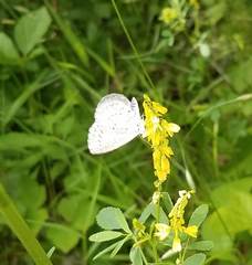 Celastrina neglectamajor