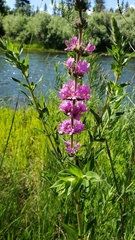 Lythrum salicaria