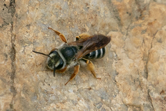 Andrena prunorum