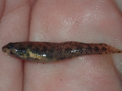 Etheostoma