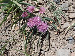 Allium platycaule