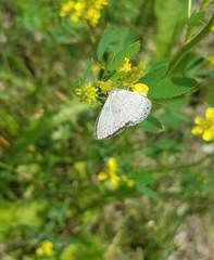 Celastrina neglectamajor
