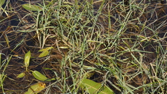 Alopecurus aequalis aequalis