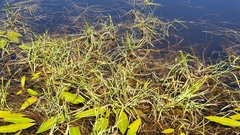 Alopecurus aequalis aequalis