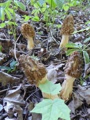 Morchella