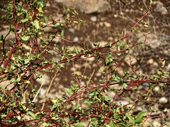 Muehlenbeckia hastulata
