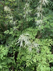 Aruncus