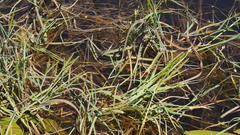 Alopecurus aequalis aequalis