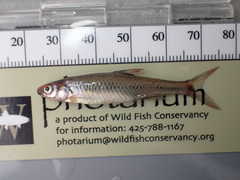 Notropis maculatus