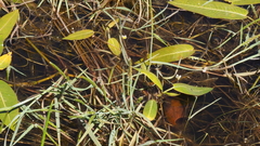 Alopecurus aequalis aequalis