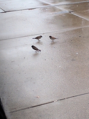 Passer domesticus