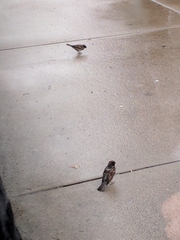 Passer domesticus