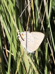 Satyrium