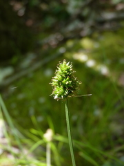 Carex mesochorea