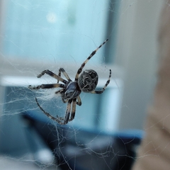 Larinioides sclopetarius