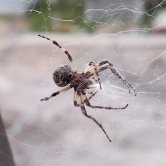 Larinioides sclopetarius