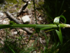 Carex mesochorea