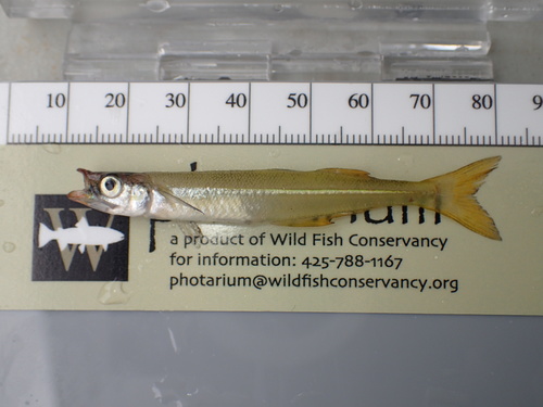 Labidesthes vanhyningi