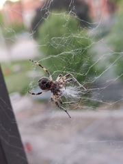 Larinioides sclopetarius