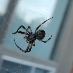 Larinioides sclopetarius