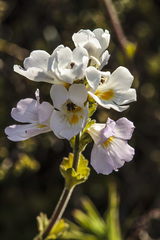 Euphrasia collina diversicolor