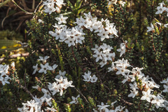 Epacris glacialis