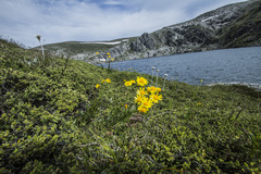 Senecio pinnatifolius alpinus