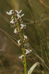 Prasophyllum suttonii