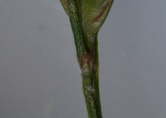 Carex communis communis