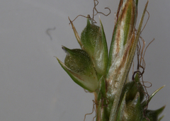 Carex communis communis