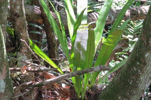 Campyloneurum phyllitidis