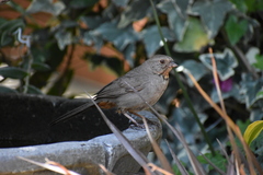 Melozone crissalis