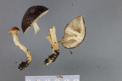Cortinarius myxenosma