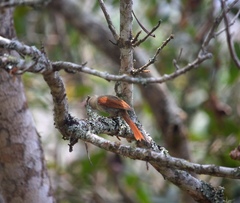 Cranioleuca subcristata
